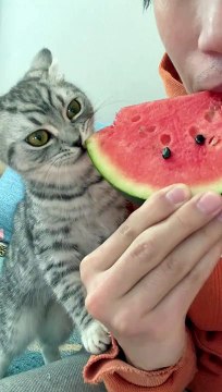 Cat Want To Eat Watermelon | Cat Eating Moments | Cat Funny Moments | Cute Pets | Cute Animals #cats #catshorts #fun