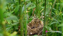 Rescued Baby Birds_ From Nest to Release