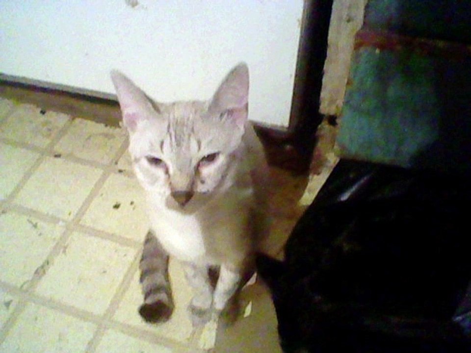 Alvin and the Chipmunks - Believe It Or Not [-0.8 Low Pitch Tone]