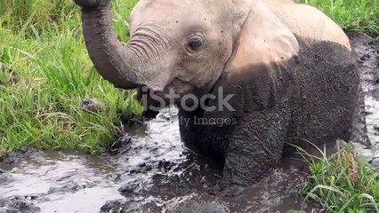 Baby Animal Rescue Stories_ Tales of Hope and Second Chances