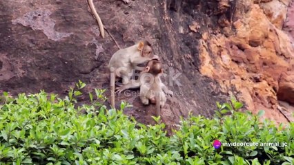Safari Adventure_ Meeting Wild Baby Animals Up Close
