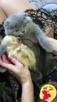 Hey one in a Million love cat Cute kitten hugs puppy #shorts #pets #cats #puppy #dog