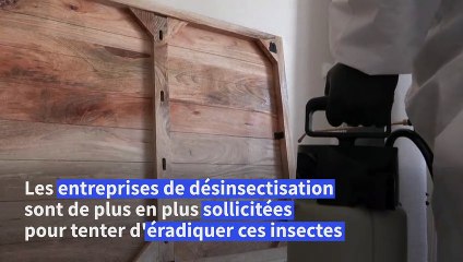 Punaises de lit: à Paris, des entreprises spécialisées traquent la petite bête