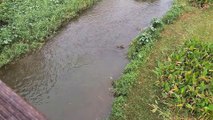 Otter Family Surrounds Monitor Lizards