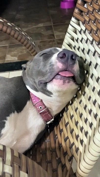 Precious Pitbull Sleeps Soundly on Chair