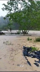 Vaca é arrastada pela correnteza e escapa por pouco em cidade de SC