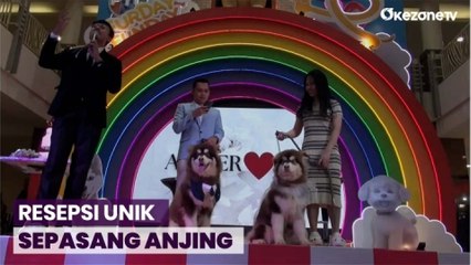 Resepsi Anjing Alaskan Hebohkan Mall di Surabaya