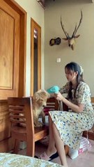 Puppy Falls Asleep During Blow Dry