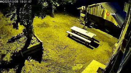 Kastamonu'da Anne Ayı ve Yavruları Armut Ağacında