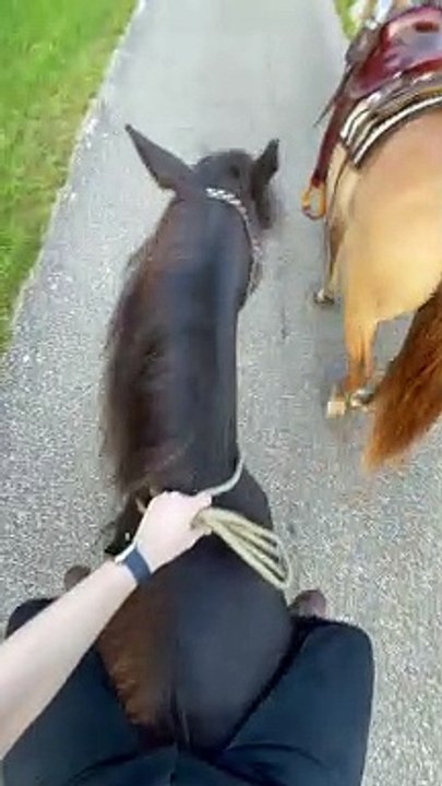 Sneaky Pony Bites Horse and Rider Gets Hit on the Shin