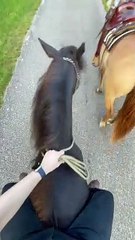 Sneaky Pony Bites Horse and Rider Gets Hit on the Shin