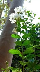 Be Alone Be Relax | Nature Video | Relaxation Video | Calming