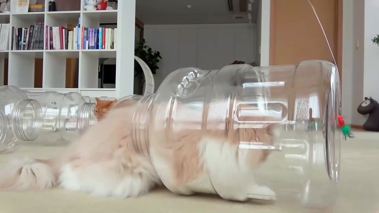 Cat Capsule Hotel Kittisaurus video Dailymotion