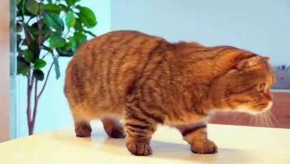 Can I Leave LuLu Alone with Fish? | Kittisaurus