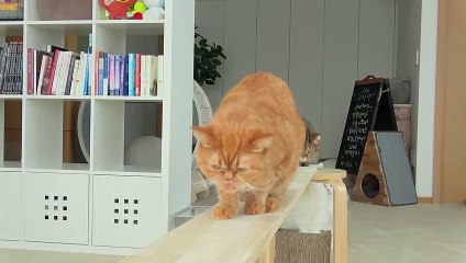 Cat Balance Beam Challenge! Try Not to Fall! | Kittisaurus