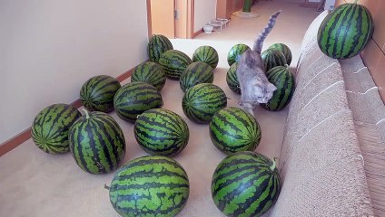 Watermelon Maze Challenge! Can My Cats Escape? | Kittisaurus