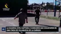 La Guardia Civil captura 2 canguros que escaparon de una finca de Villanueva de la Cañada