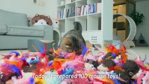 Cats vs 100 Mice | Kittisaurus