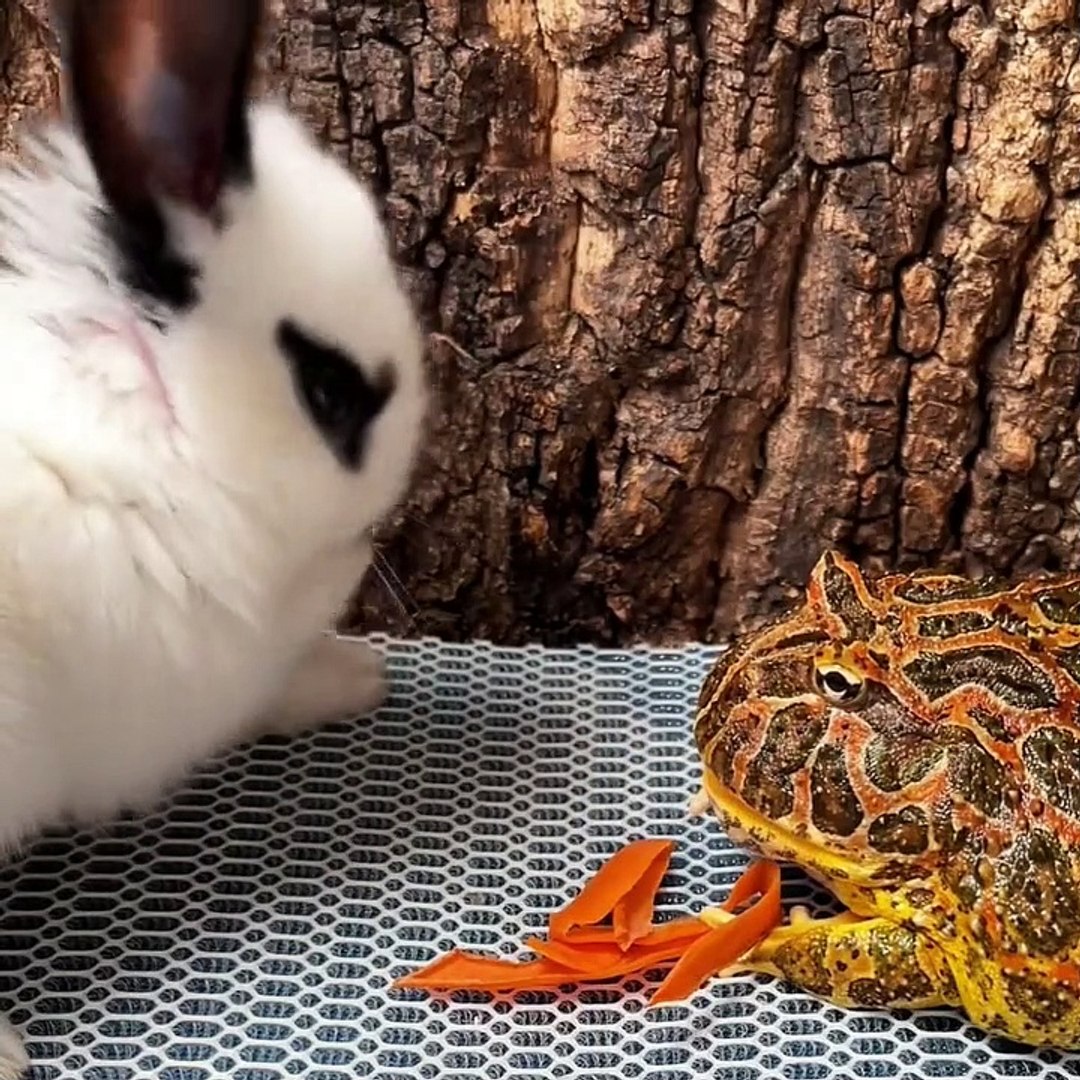 funny animal moments