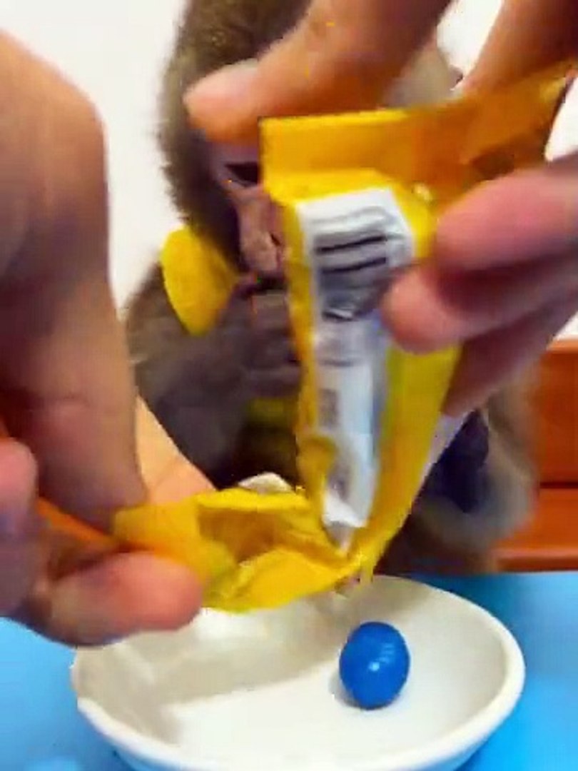 funny animal moments