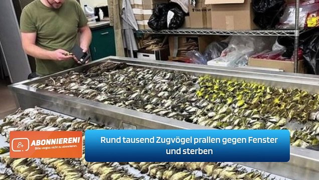 Rund tausend Zugvögel prallen gegen Fenster und sterben