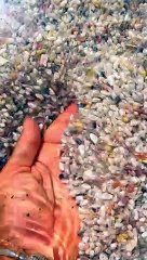 Coquina Clams Shimmy Back Into Place