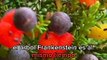 El árbol Frankenstein que produce 40 frutas diferentes