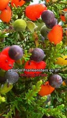 El árbol Frankenstein que produce 40 frutas diferentes