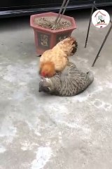 Funny Cat VS Her Chicken Friends Funny Cats Shorts Videos -------- -EPS759  _cuteanimalshare(360P)