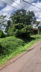 Cow Chases Group of Cyclists