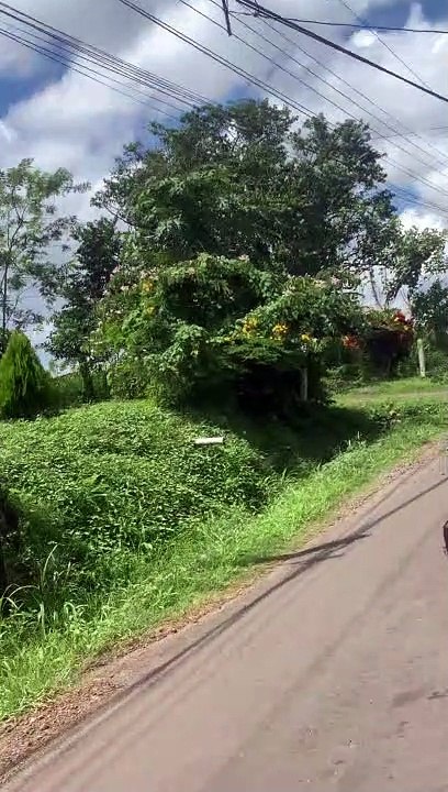 Cow Chases Group of Cyclists