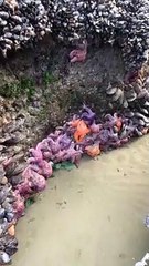 Creatures of the Intertidal Zone