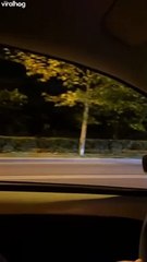 Un sanglier erre dans les rues de Bucarest