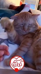 Cat-tastic Comedy: Where Fur Meets Funny