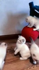 Feline Funnies: When Cats Steal the Spotlight