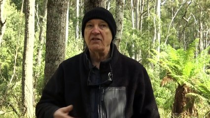 Conservationists fear that without a recovery plan, the Tasmanian azure kingfisher could go extinct