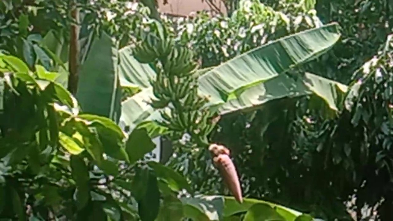 Banana in my back yard