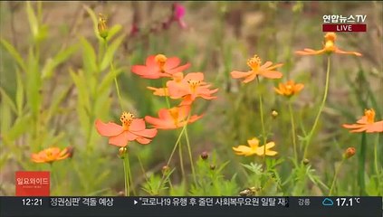 [날씨] 흐리고 선선…낮까지 해안가 등 곳곳 '약한 비'