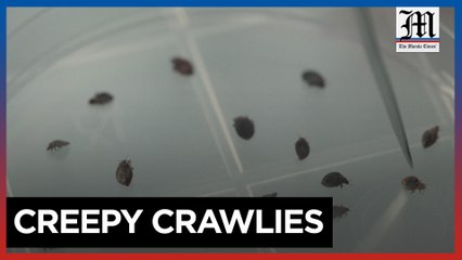 The bedbugs taking over France