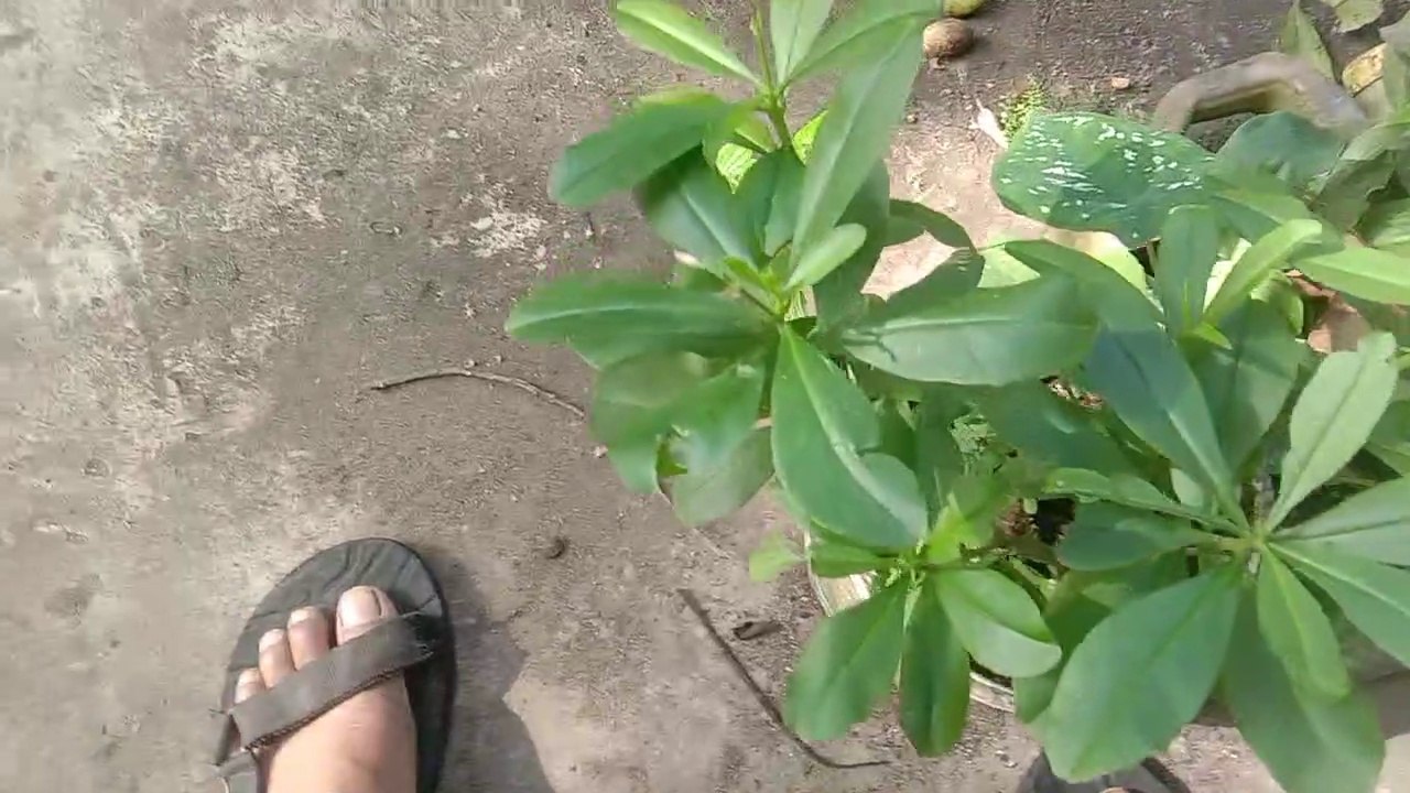 Daun sambung nyawa