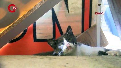 Kedinin yavruları alındı: Camiden bulunması için anonslu çağrı