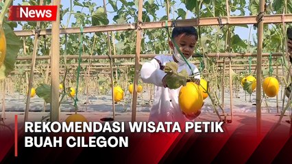 Asyiknya Pengalaman Memetik Buah Melon Golden di Kebun Petani Cilegon