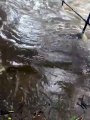 Edinburgh's Water of Leith pathway flooded