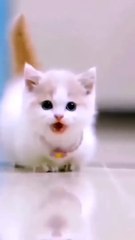 Funniest Videos 2023  Funny Cats  #cute #cat #short #146