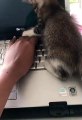 My Cat DIDI is Busy with Typing  #shorts