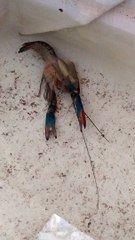 It turns out that FRESHWATER LOBSTERS need 5 minutes to change their skin (PART 1)