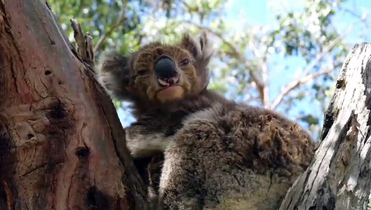 Koala in Stunning 4K