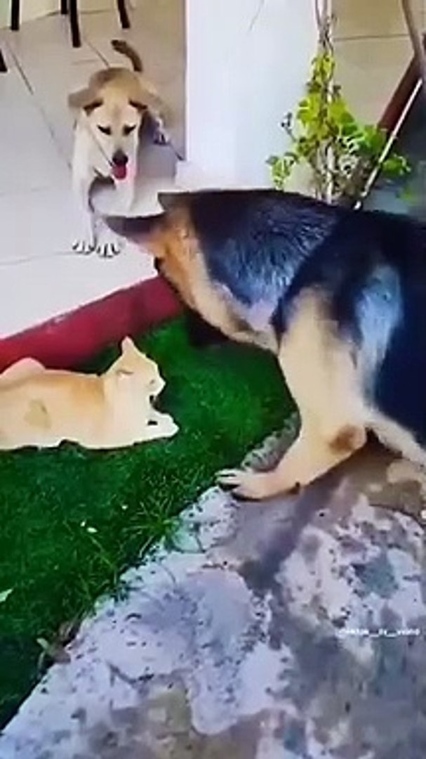 Animals Funny moments funny