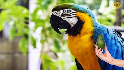 Why Pets Can't Have Chocolate And Other Animal Secrets