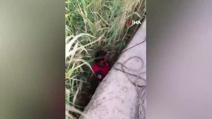 Kurtarılan yavru köpeklerin sevgi gösterisi yürekleri ısıttı